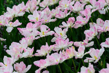 春のチューリップの花