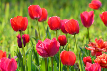 Fototapeta premium 春のチューリップの花