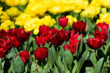 春のチューリップの花