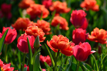 春のチューリップの花