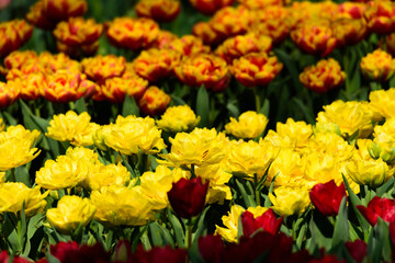 春のチューリップの花