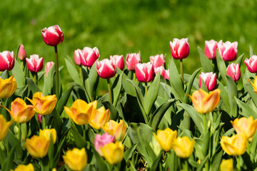 春のチューリップの花