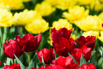 春のチューリップの花