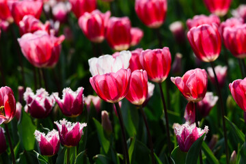 春のチューリップの花