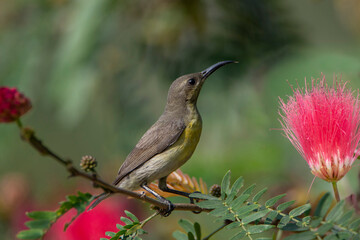Purple Sunbird sitting on tree branch with bright pink flowers