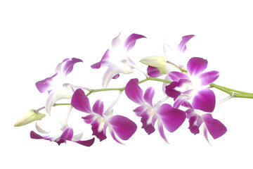 orchid isolated on white background