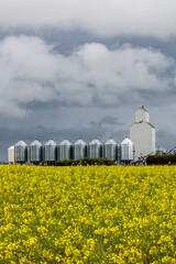 A large grain silo is in the background of a field of yellow flowers © Scott Prokop