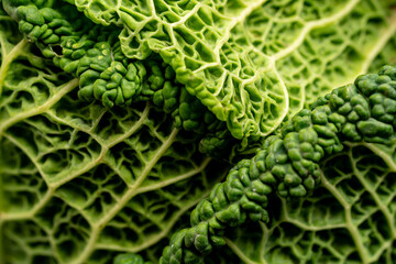 Savoy cabbage leaves