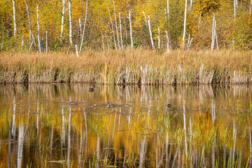 A lake with a reflection of trees in the water