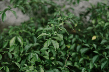 A close-up of Kumis Kucing leaves, known for their unique shape and vibrant green color