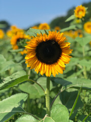 Obraz premium sunflower in the field