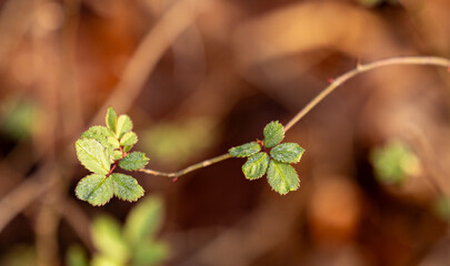 close up of a leaf