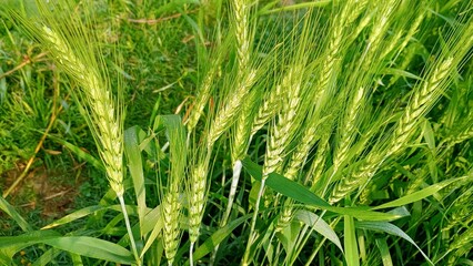 green grass in the wind