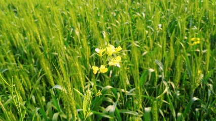 green grass with dew drops