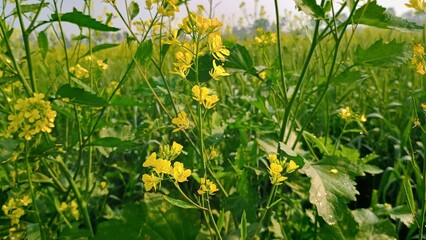 dandelions in the meadow