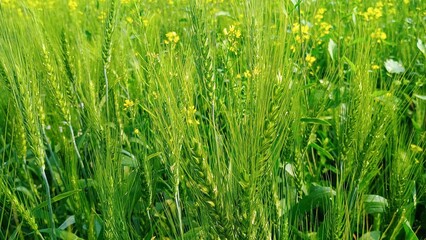 green grass background