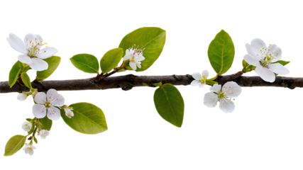 Elegant Flower PNG Collection Ideal for Botanical Illustrations, Bouquet Designs, and Artistic Projects