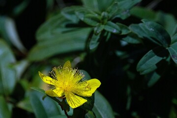 yellow flower