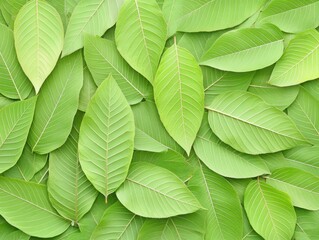 Fototapeta premium Fresh Green Leaves Texture Background with Varied Shapes and Sizes Suitable for Nature, Environment, and Eco-Friendly Themes in Design and Art Projects