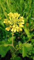 yellow flowers in the garden