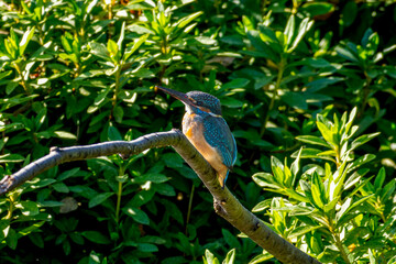枝にとまるカワセミ