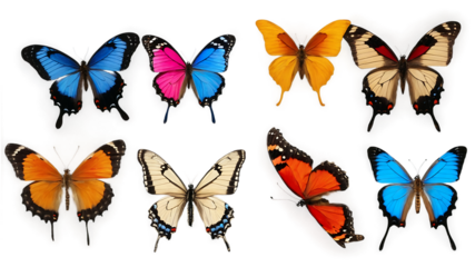 Colorful Butterfly PNG Image with Transparent Background Ideal for Nature Designs, Illustrations, and Creative Projects