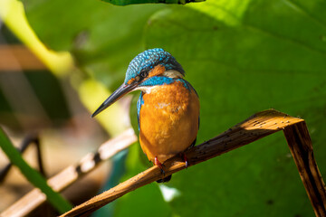 枝にとまるカワセミ