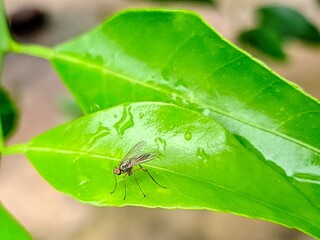 ant on leaf
