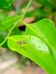 fly on leaf