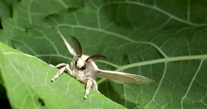 Silk moth head, extreme closeup, Bombyx mori
