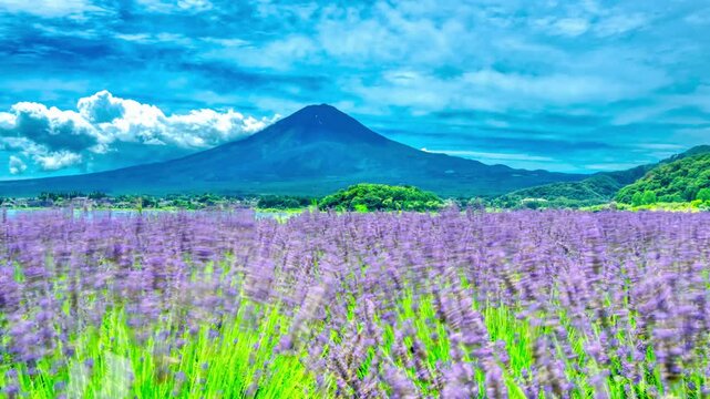 大石公園 ラベンダー」の写真素材 | 291件の無料イラスト画像 | Adobe