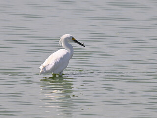 ユキコサギ Snowy Egret