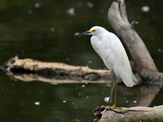 ユキコサギ Snowy Egret