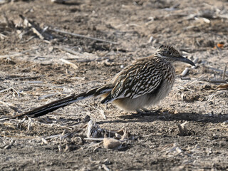 オオミチバシリ Greater Roadrunner