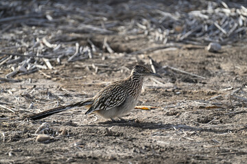 オオミチバシリ Greater Roadrunner