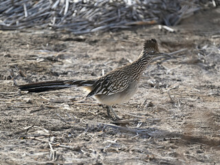 オオミチバシリ Greater Roadrunner