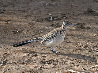 オオミチバシリ Greater Roadrunner