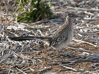 オオミチバシリ Greater Roadrunner