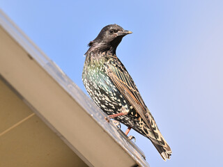 ホシムクドリ European Starling