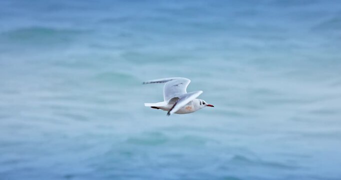Seagull Soaring Over Beach and Sea waves and looking for fish in the water