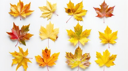 Fototapeta premium Autumn leaves clipping path on white background: yellow and colorful maple set
