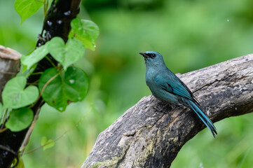 Verditer Flycatcher