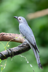 Ashy Drongo