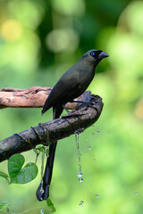 Racquet-tailed Treepie