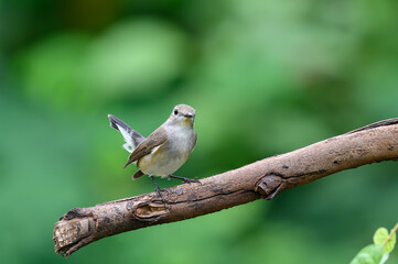 Taiga Flycatcher Female