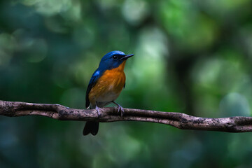 Hill Blue Flycatcher