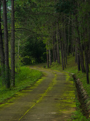 Obraz premium Photography landscape vertical beautiful nature view walk way hiking journy travel on mountain after season rain forest wild look fog green tree and moss on road has air fresh atmosphere peaceful
