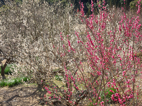 白梅と紅梅。神奈川県 湯河原町 幕山梅林。
White and red plum blossoms. Makuyama Plum Grove, Yugawara-machi, Kanagawa Prefecture.