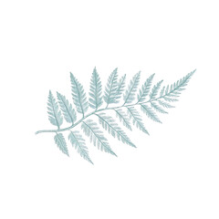 Fototapeta premium A delicate fern leaf, nature-inspired, vintage engraving style, muted green, isolated on white background 