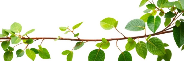 Green living plant branch isolated on a white background with blank space in the middle, vibrant, copy space